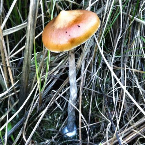 Id Request Psilocybe Species Wa Coast Mushroom Hunting And