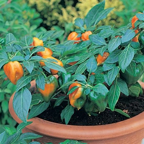 3 X Mohawk Pepper F1 Hybrid Plug Plants Viridis Hortus