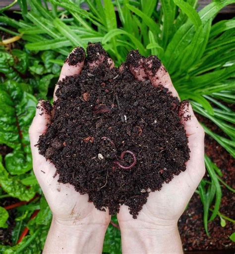 Composting 101 What Why And How To Compost At Home ~ Homestead And Chill