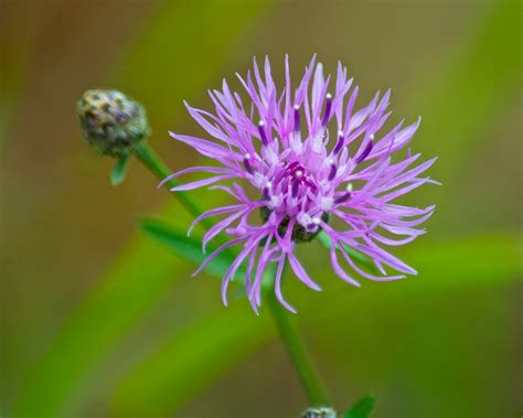 Spotted knapweed: balancing ecological conservation with ...