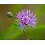 Spotted Knapweed Balancing Ecological Conservation With Economic 