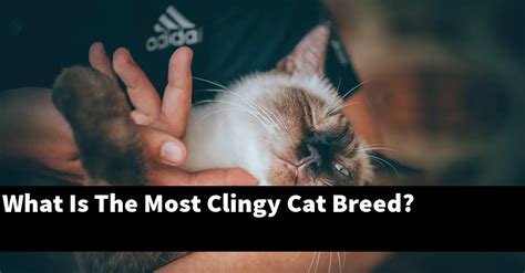 What Is The Most Clingy Cat Breed Catstopics