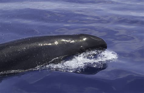 Bill Hubick Photography False Killer Whale Pseudorca Crassidens