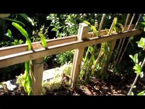 I don't bring it in until the danger of frost is imminent. I grow my plant in zone 9 with temperature at 100*F ...