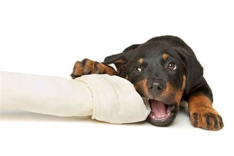 This puppy chow is for puppies under 18 months old. What is the Best Food for a Rottweiler Puppy? - DFW Dog Quest