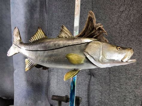 Snook Mounts New Wave Taxidermy