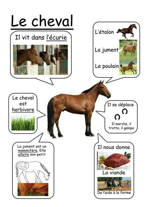 ed5ed1baf366aa227383b95f4480fd08.jpg (736×1041) | Farm animals, Animals