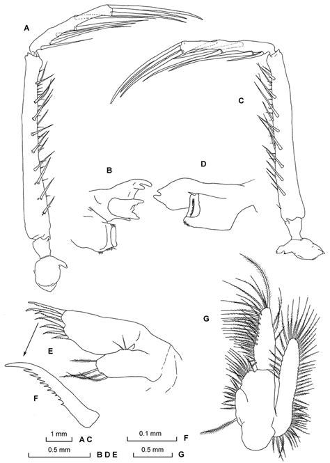 Petalophthalmus Papuaensis Sp Nov A Left Mandible B Incisor To