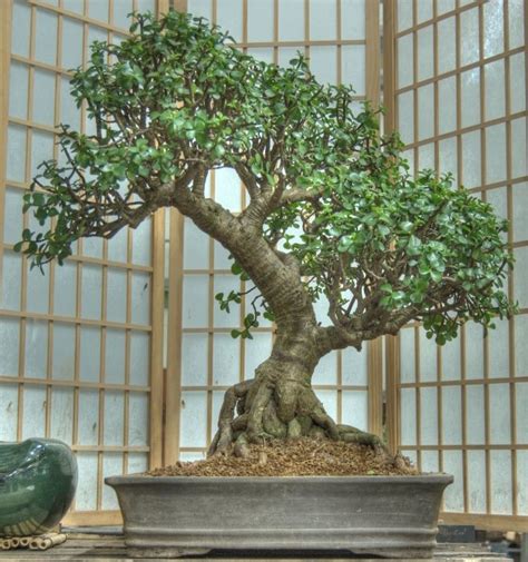Maybe you would like to learn more about one of these? Care guide for the Jade Bonsai tree (Crassula) | Jade ...