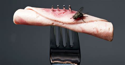 The Gross Truth About Flies In Your Food Thatviralfeed