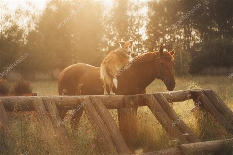 Red Border Collie Dog And Horse — Stock Photo © Ksuksann 24597525