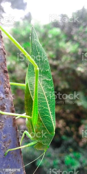 Green Katydid Grasshopper Insect Looks Like Leaf Stock Photo Download
