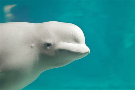 Listen Beluga Whale Mimics Human Sounds