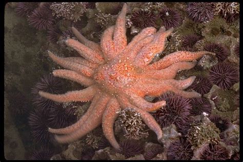 Sunflower Starfish Sunflower Starfish Starfish Octopus