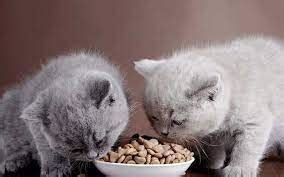 Bolehkah Kucing Makan Kacang Tanah Ini Jawabannya Faunafella