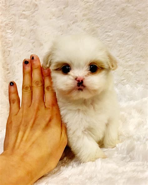 We did not find results for: Tiny Teacup Maltipoo Puppy! For sale in Los angeles ...