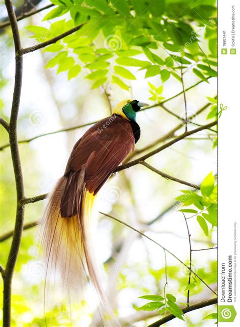 Bird Of Paradise Stock Image Image Of Asia Full Multi
