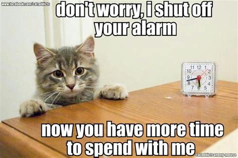 Alarm Off Crazy Cats Cats Daylight Savings Time