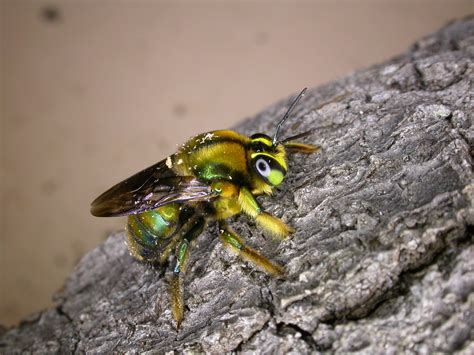 Australias Green Carpenter Bee On The Brink Xerces Society