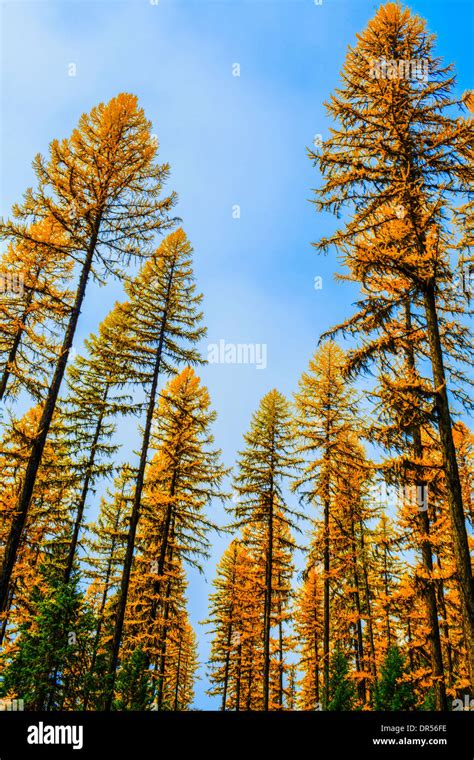 Autumn Pine Trees Against Blue Sky Stock Photo Alamy