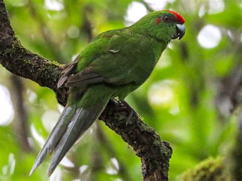 Norfolk Island Parakeet Ebird
