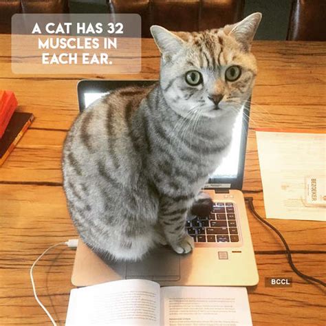 A Cat Has 32 Muscles In Each Ear Photogallery