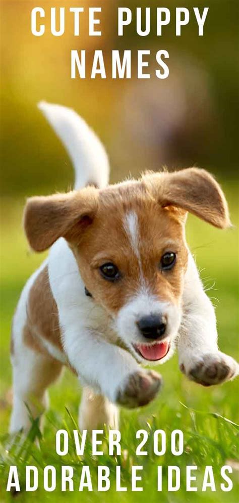 Cute Puppy Names Over 200 Adorable Ideas For Naming Your Dog Puppy