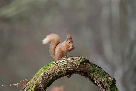 Red Squirrel Eating A Hazelnut Photograph By Pete Walkden Fine Art