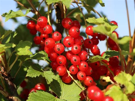 Rote Johannisbeere 'Rotet' - Ribes rubrum 'Rotet ...