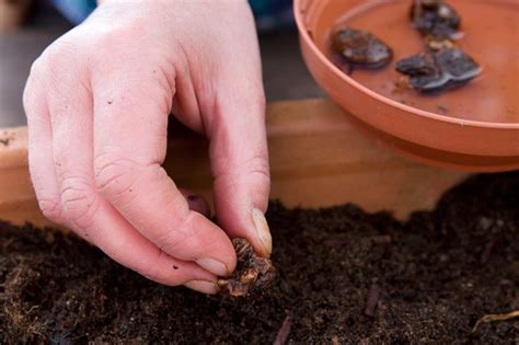 How To Plant Anemone De Caen Corms Bbc Gardeners World Magazine