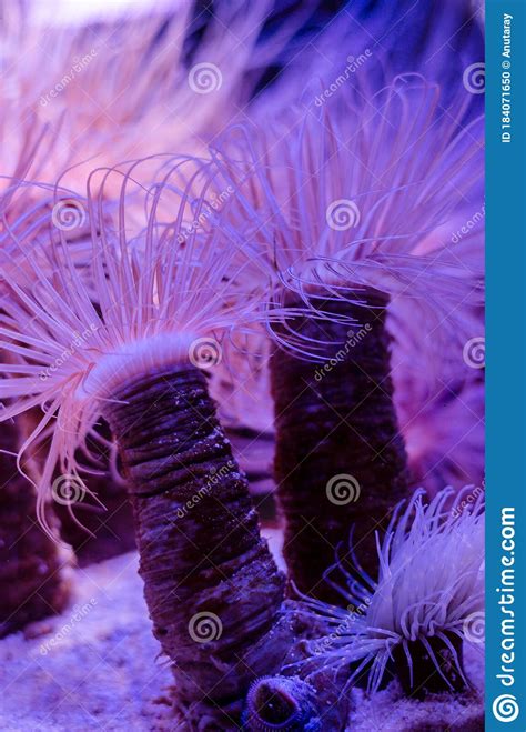Sea Anemone In A Dark Blue Water Of Aquarium Tropical Marine Life