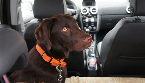 Maybe you would like to learn more about one of these? 15 Essential Safety Tips for Traveling with Dogs in Cars
