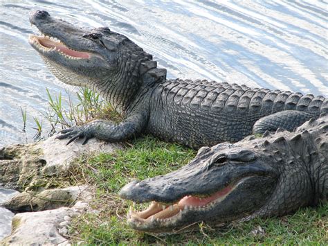 American Alligator Big Cypress National Preserve Us National Park