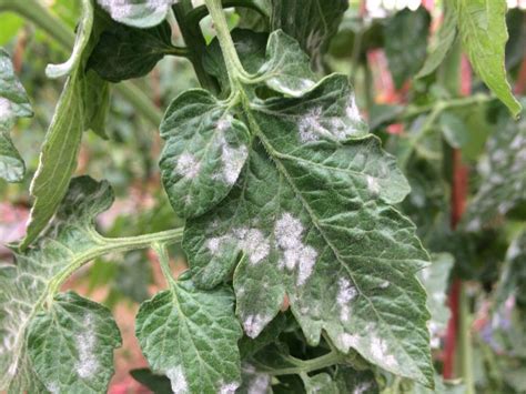 7 Diy Methods For Remarkably Effective Powdery Mildew Treatment
