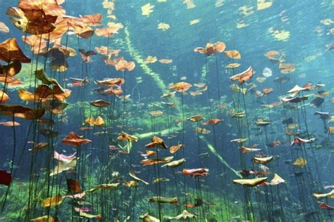 Mayan Cenotes Of Yucatan Peninsula An Escape For An Underwater