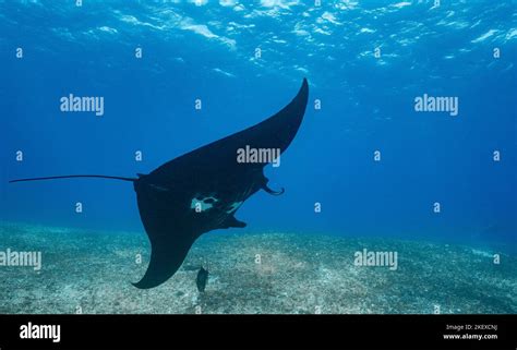 A Manta Ray Floating Graceful Through The Ocean At Komodo Indonesia