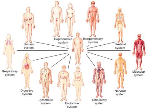 Body Systems Definition List Of Body Systems And Functions