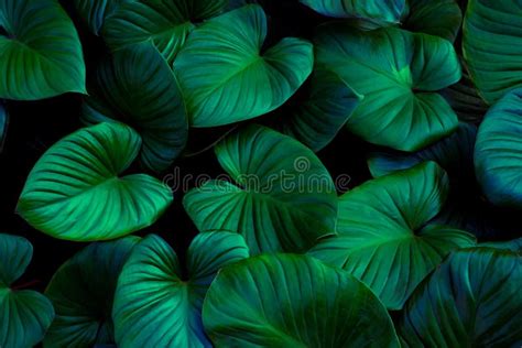 Tropical Leaves Abstract Green Leaves Texture Stock Photo Image Of