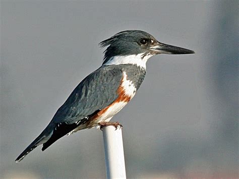 Belted Kingfisher Birds Of The Carpenter St Croix Valley Nature