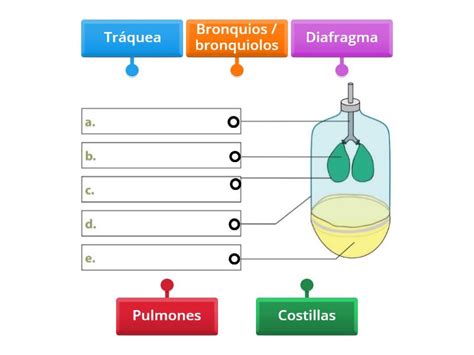 Modelo Sistema Respiratorio Diagrama Etiquetado