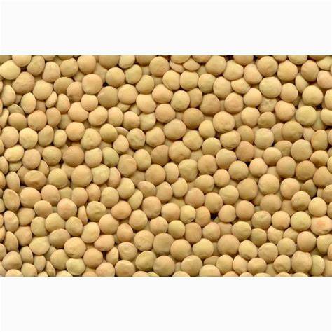 Чечевица зеленая — Agro-Kazakhstan Картинка - Чечевица зеленая — Agro-Kazakhstan