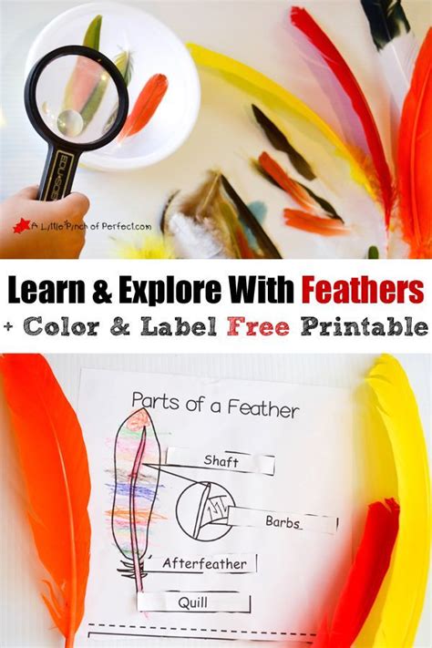Learning About Bird Feathers Explore Color And Label Free Printable