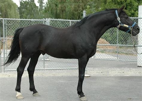 european horse breeds  migrated  america horsy land   horses