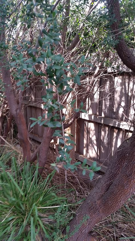 We have found by cincturing in summer, the august crop has a much larger crop and better fruit size. Forum: Name This Tree Melbourne