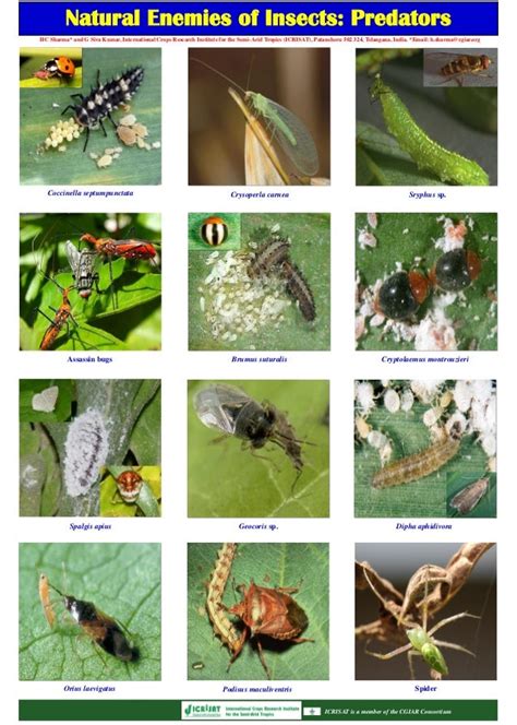 Natural Enemies Of Insects Predators