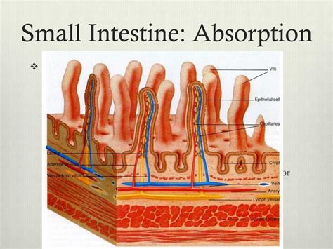 Ppt Digestive System Powerpoint Presentation Free Download Id2028397
