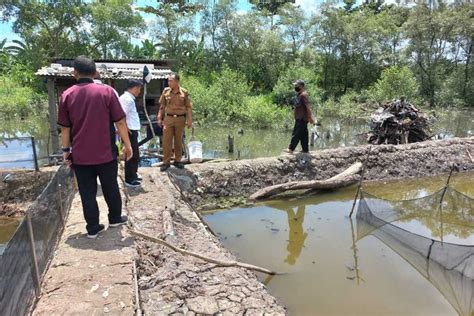 Foto Nekat Buka Lahan Tambak Ilegal Di Hutan Mangrove Petambak Di
