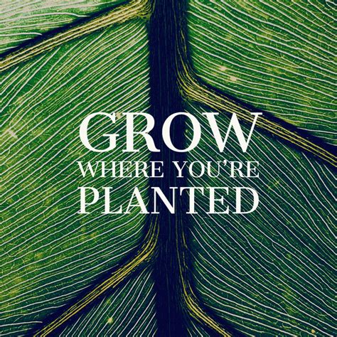 Grow Where Youre Planted Genesis Bible Fellowship Church