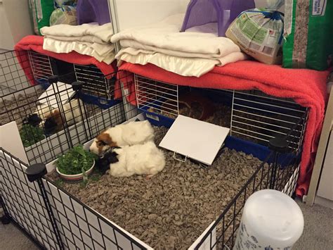 I Revamped My Guinea Pigs Cage Rguineapigs