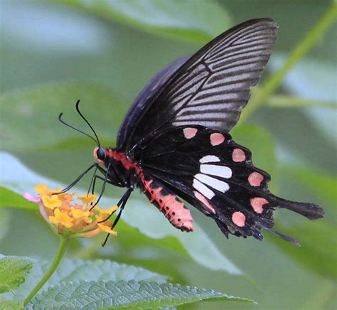 Common Rose Butterflies Around Sangli Maharashtra · Inaturalist